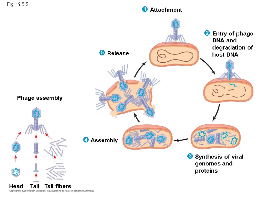 Fig. 19-5-5 Phage assembly Head Tail Tail fibers Assembly Release Synthesis of viral genomes